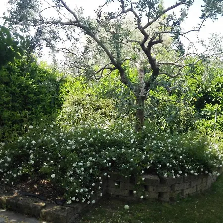 Aceri E Rose